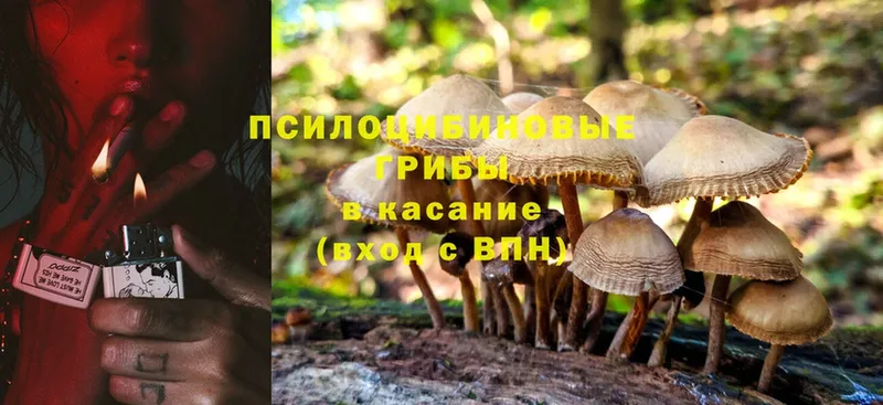 Псилоцибиновые грибы Magic Shrooms  где продают   Волосово 